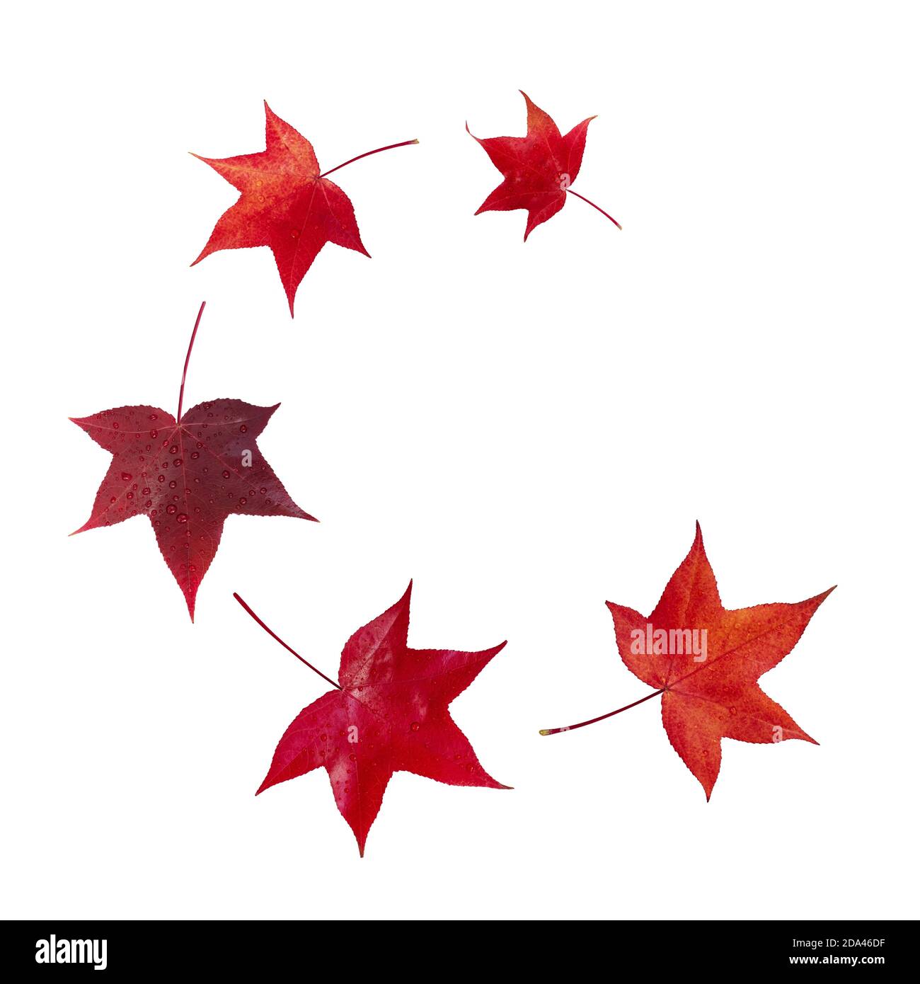 Flying fall red american sweetgum tree leaves spiral isolated on white. Liquidambar styraciflua autumn foliage with water drops. Stock Photo