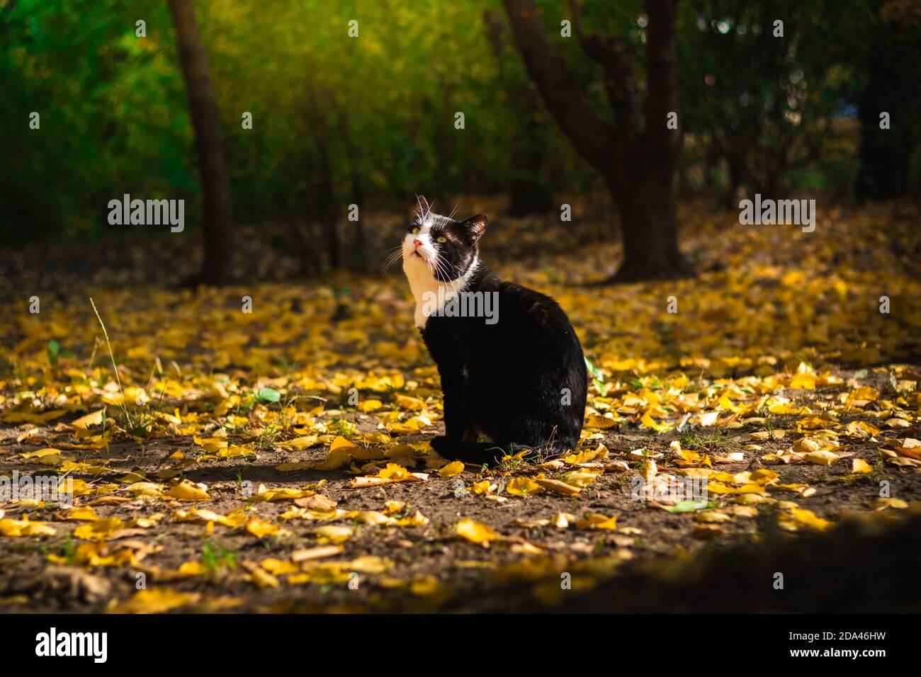 Autumn cats in foliage and beautiful landscapes in the forest in bright ...