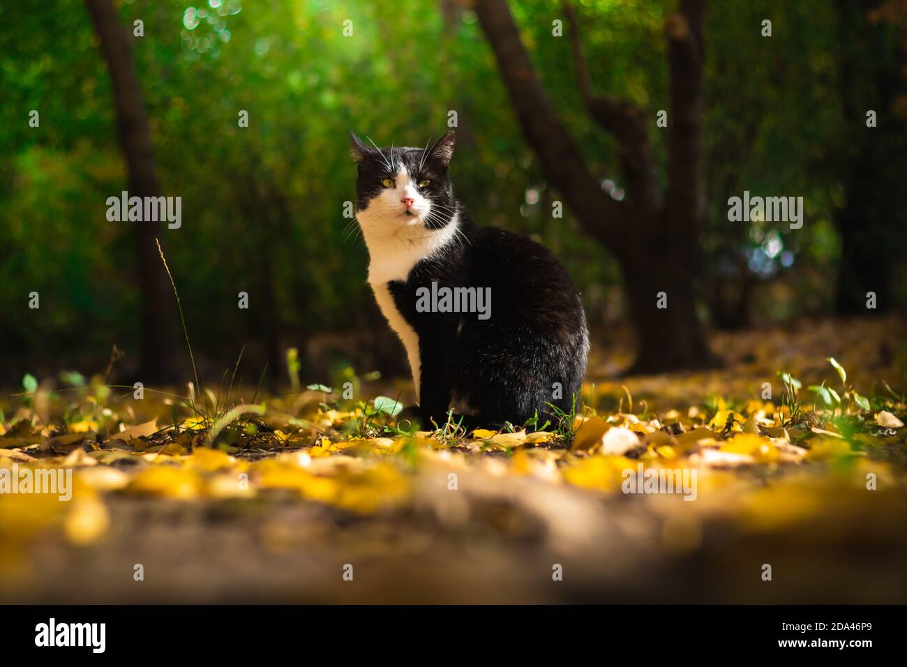 Autumn cats in foliage and beautiful landscapes in the forest in bright ...