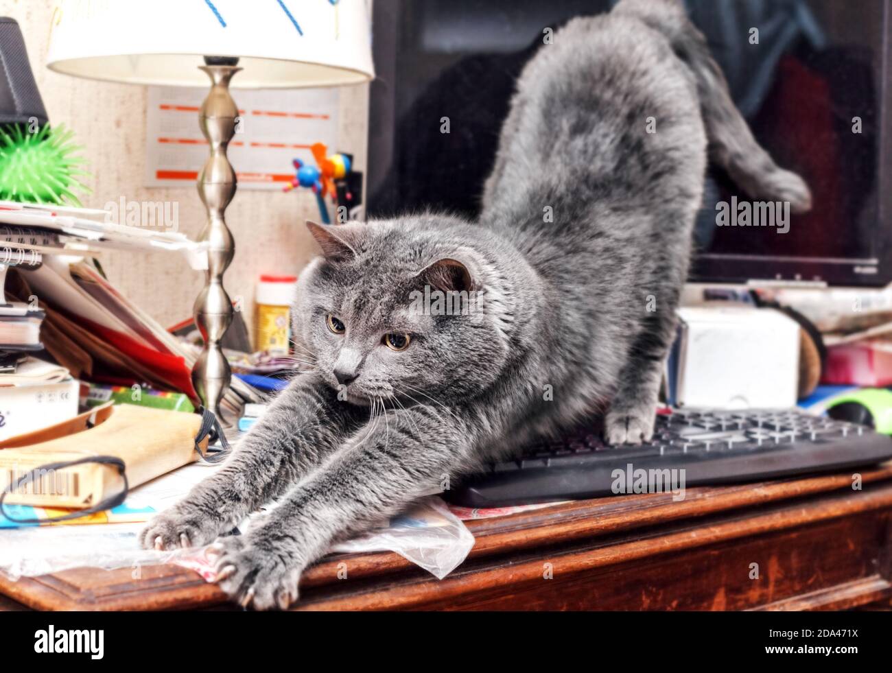 Adult pretty gray cat stretches on keyboard Stock Photo
