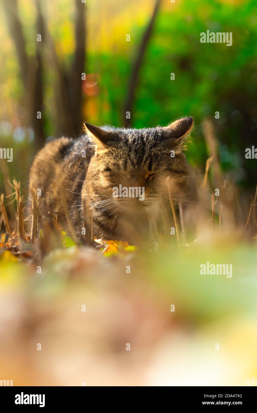 Autumn cats in foliage and beautiful landscapes in the forest in bright ...