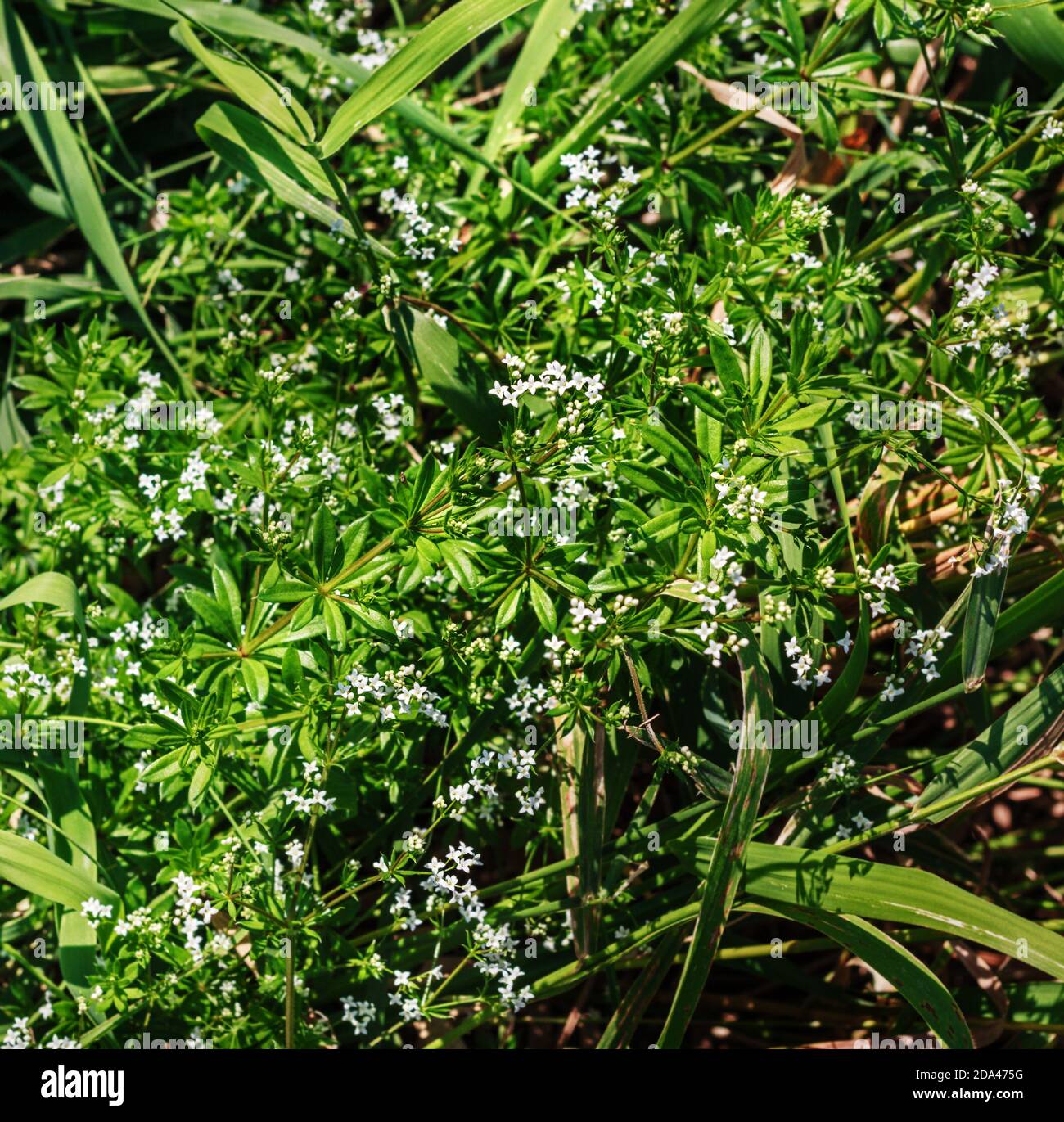Pretty summer little white flowers in sunlight Stock Photo