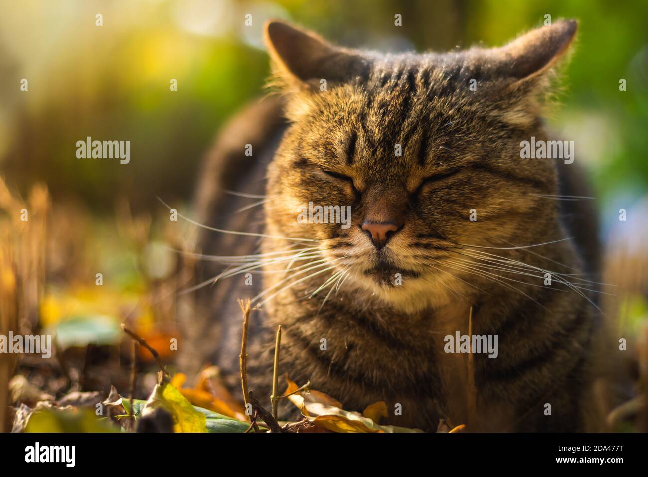 Autumn cats in foliage and beautiful landscapes in the forest in bright ...