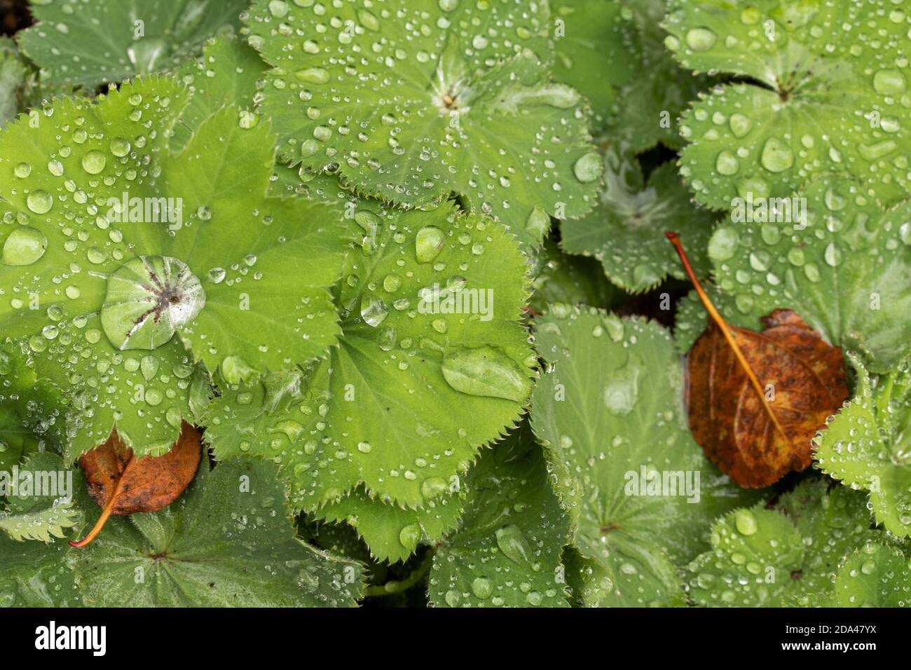 Natural abstract of water drop 'jewels' on the verdant leaves of Tellima grandiflora purpurteppich Stock Photo