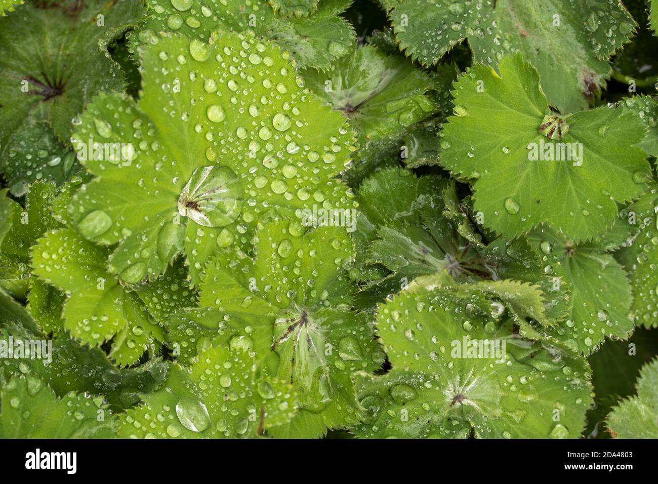 Natural abstract of water drop 'jewels' on the verdant leaves of Tellima grandiflora purpurteppich Stock Photo