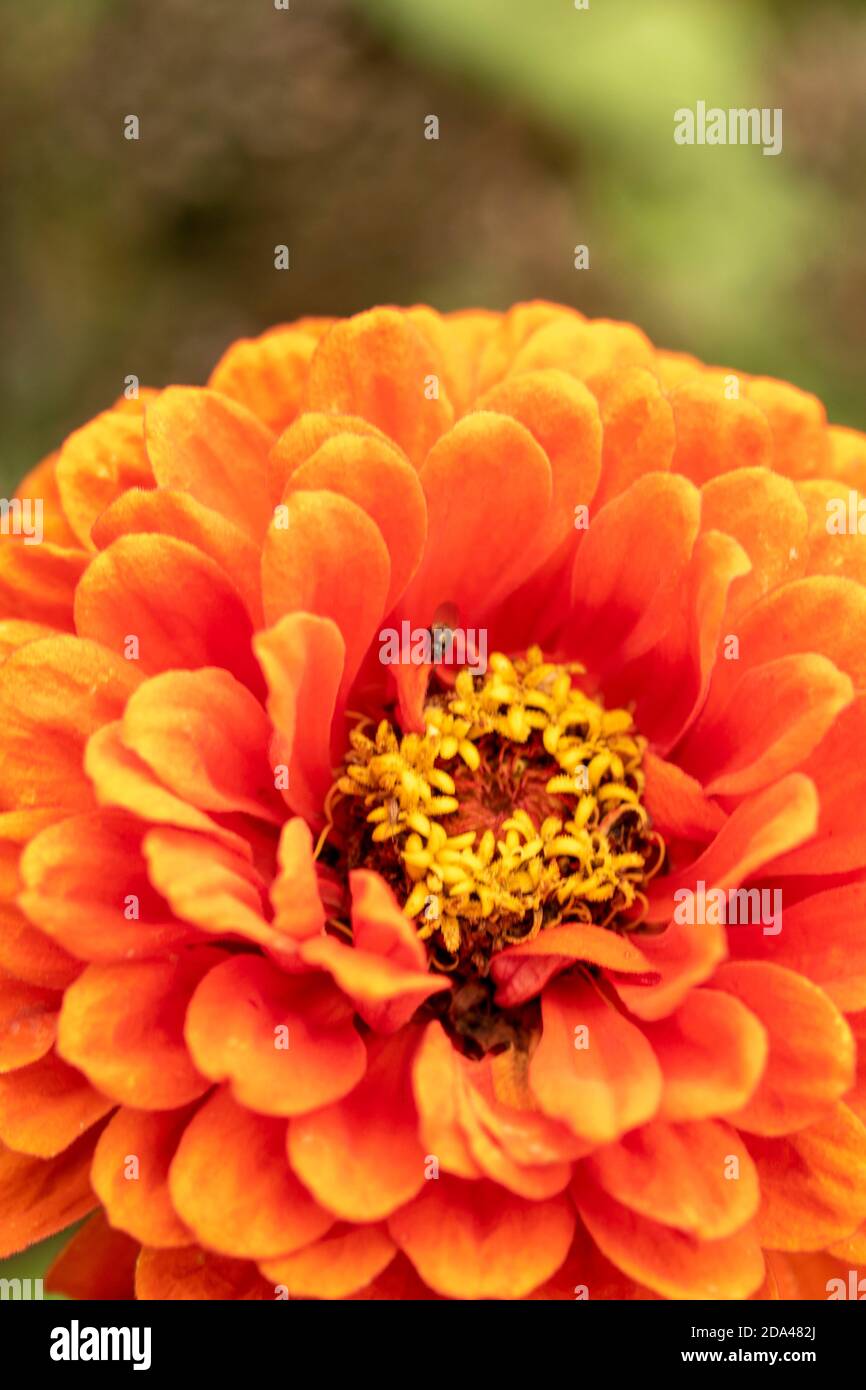 Johann gottfried zinnia hires stock photography and images Alamy