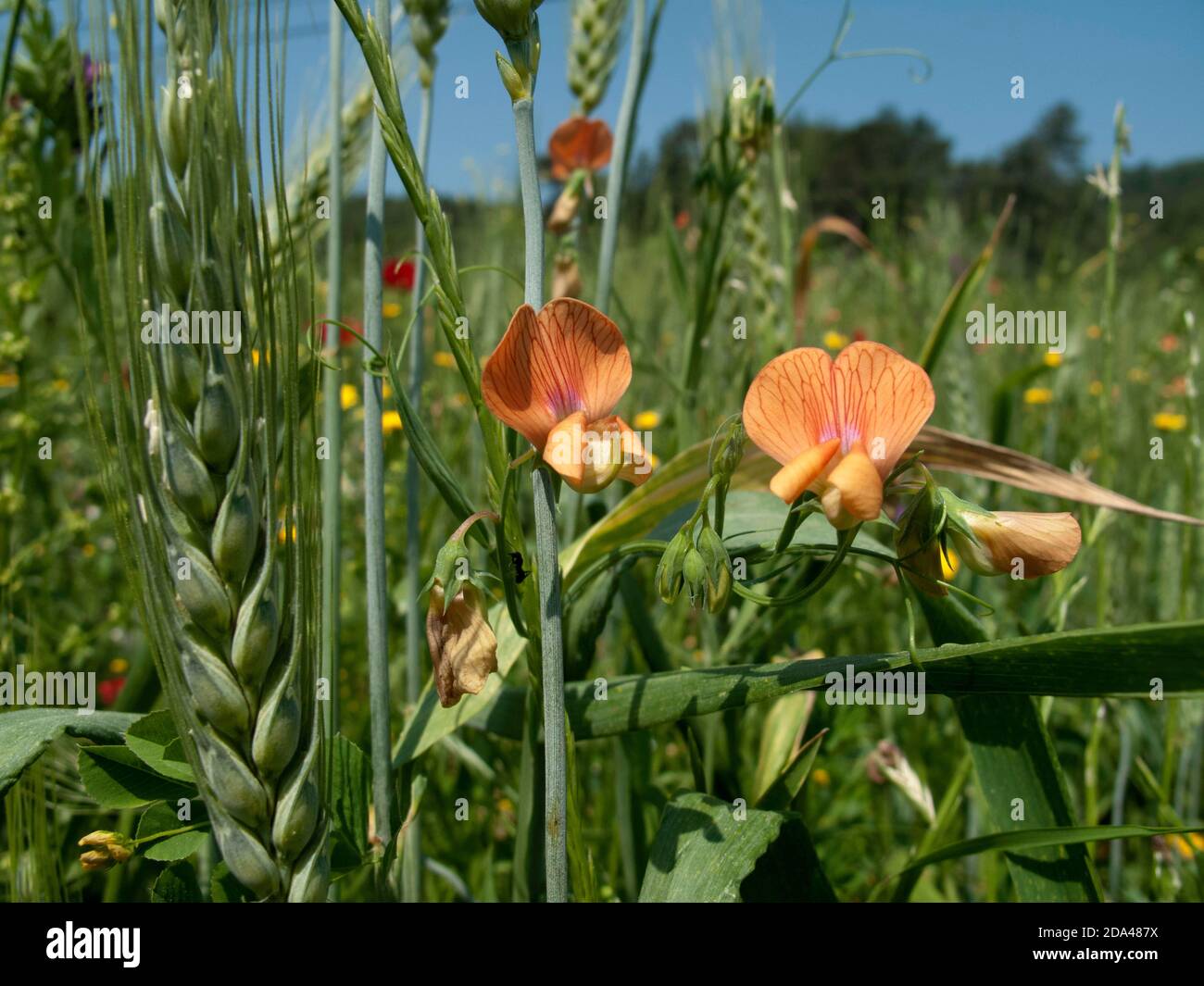 Ciliate vetchling growing in field of bearded wheat Stock Photo