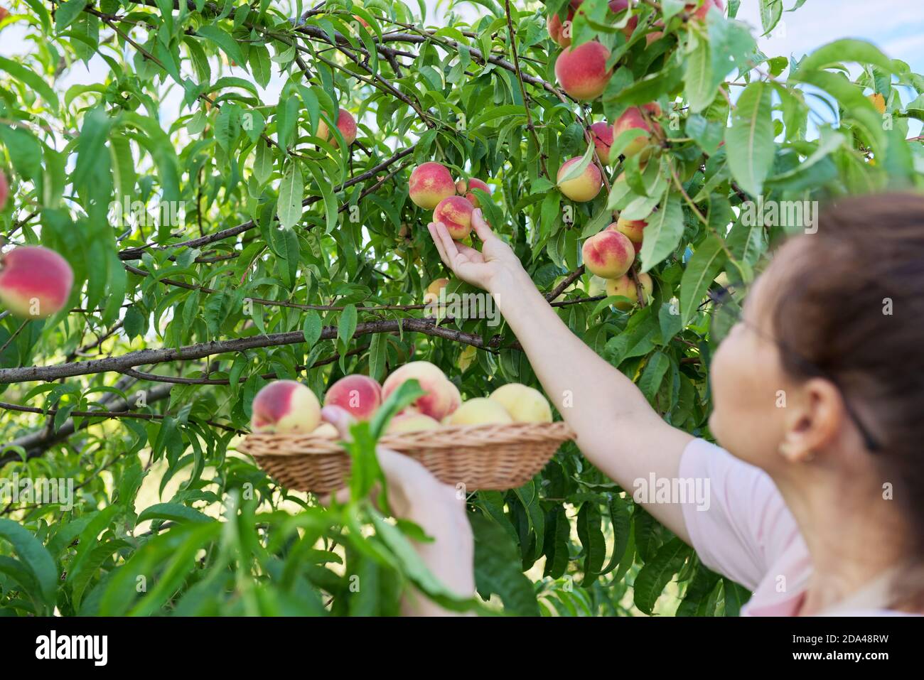 Orchard Fresh Peaches