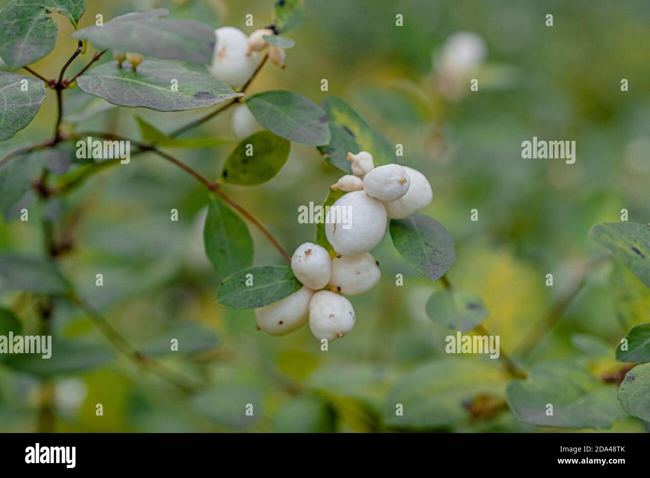 Bush with white berries, snowfield, close-up. High quality photo Stock Photo