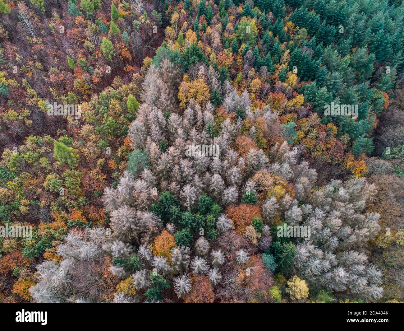 Aerial view green, orange and red autumn forest, with bark beatle infected dead trees different colors germany rhineland palantino Stock Photo