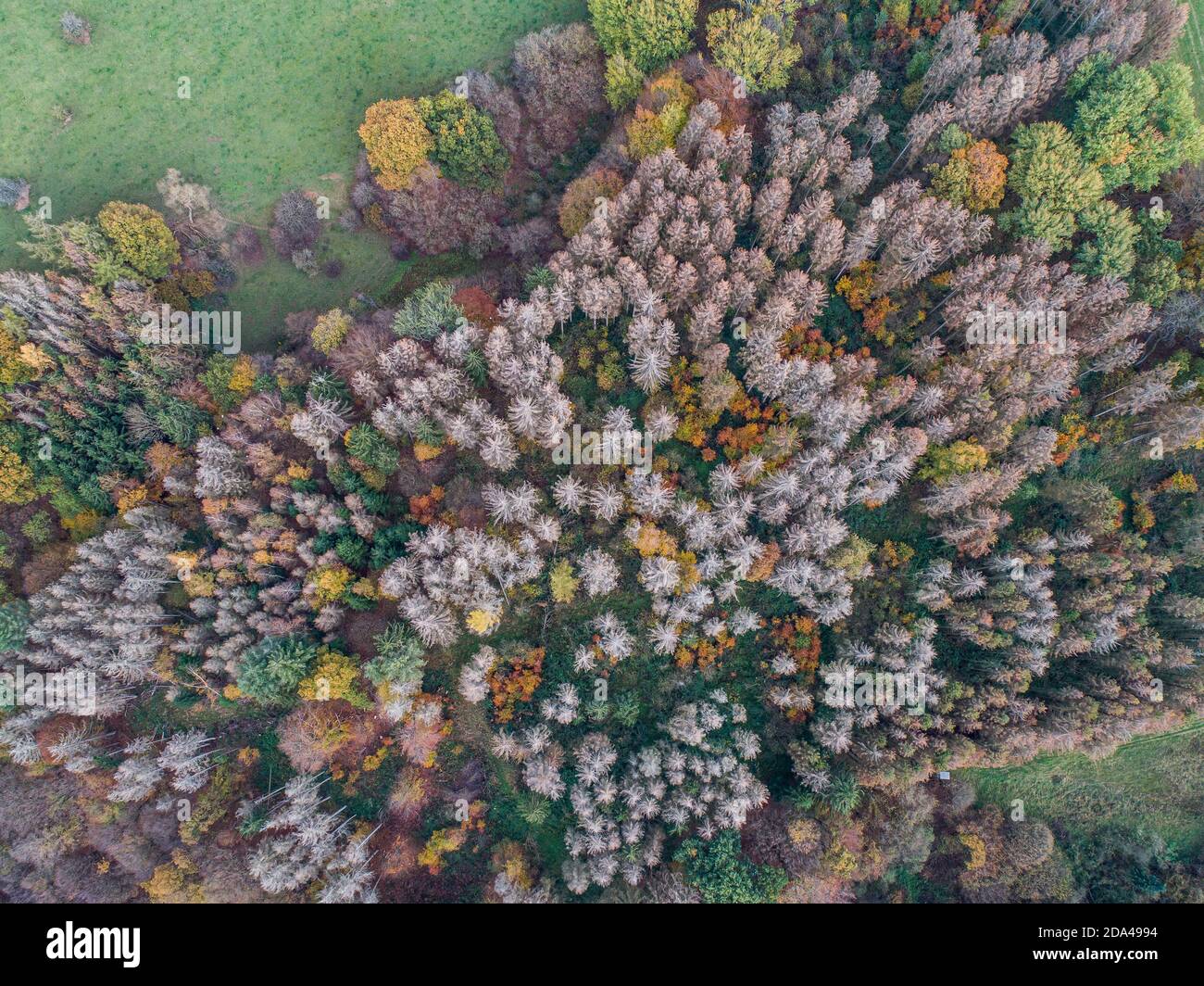 Aerial view green, orange and red autumn forest, with bark beatle infected dead trees different colors germany rhineland palantino Stock Photo