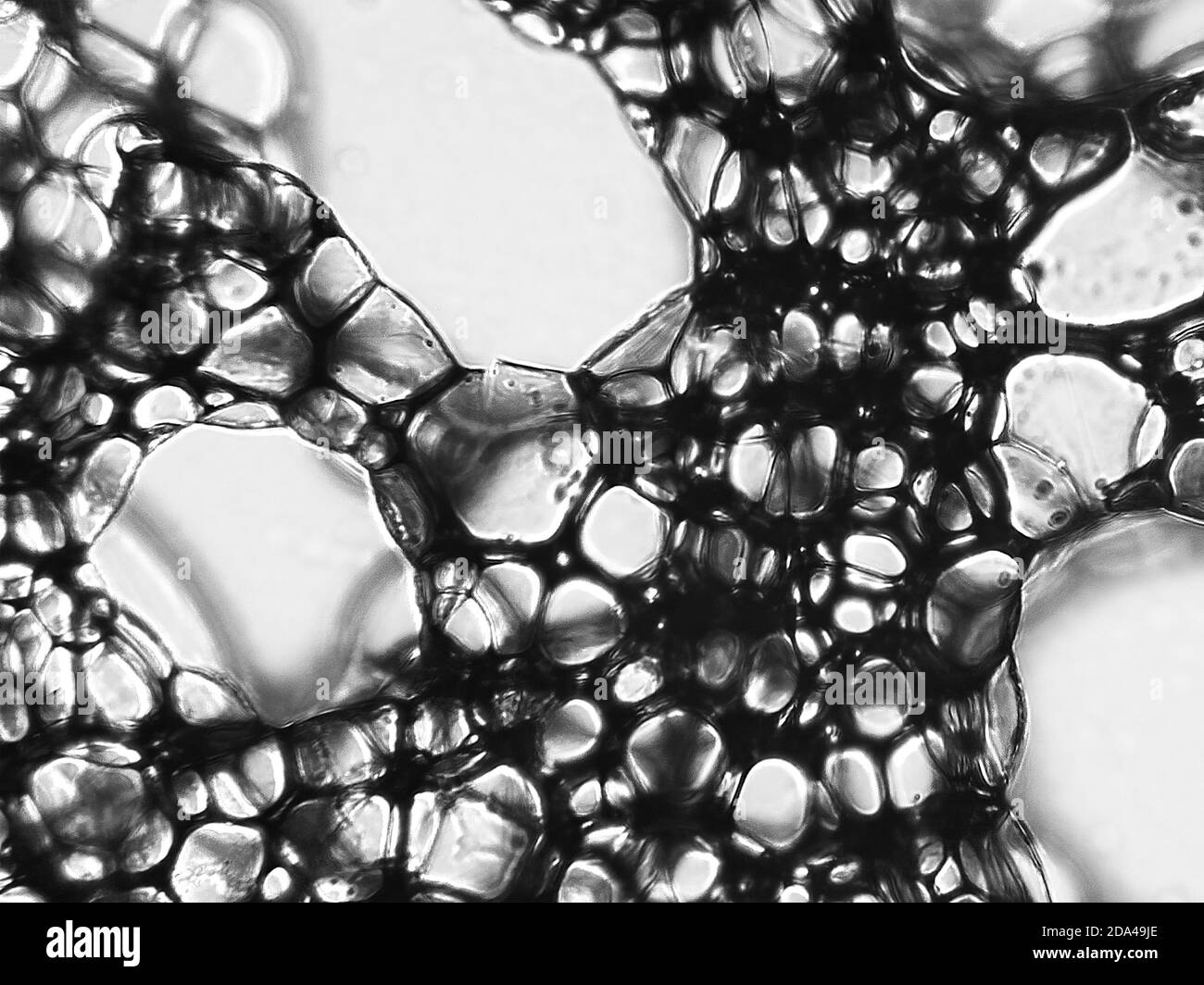 Coffee bubbles under the microscope Stock Photo