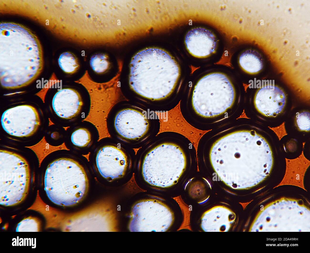 Coffee bubbles under the microscope Stock Photo Alamy