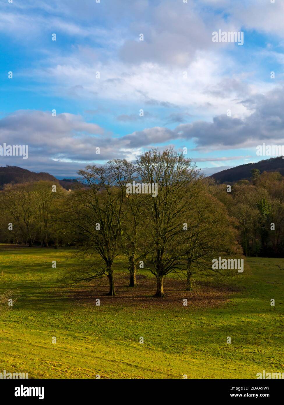 Group of trees in a field near Cromford in the Derbyshire Peak District England UK Stock Photo