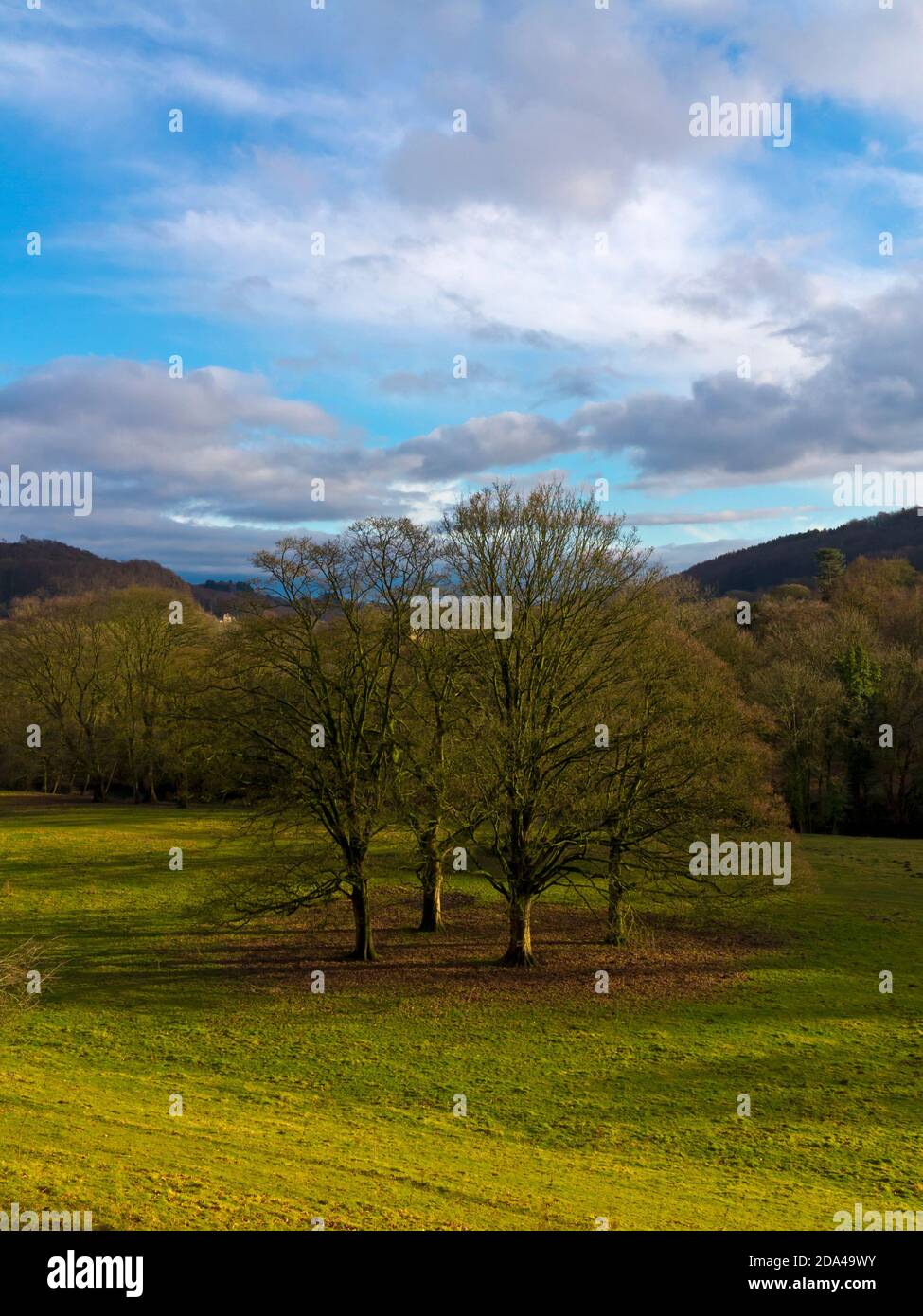 Group Of Four Trees High Resolution Stock Photography and Images - Alamy