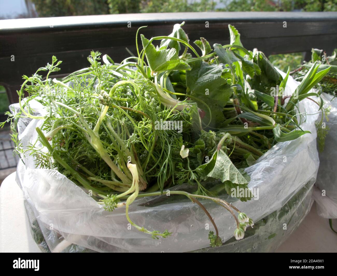 Wild greens sold at a Turkish rural market in spring including a variety of plants: wild onions , mallow, campion, and carrot family Stock Photo