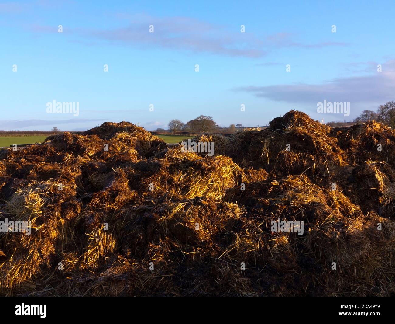 Pile of manure used as an organic fertilizer in agriculture in a field with blue sky behind. Stock Photo