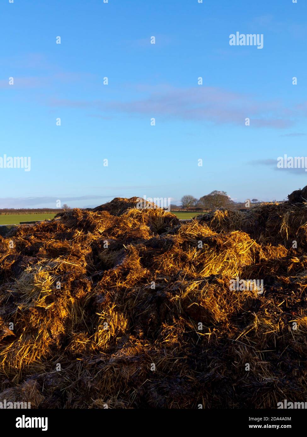 Pile of manure used as an organic fertilizer in agriculture in a field with blue sky behind. Stock Photo