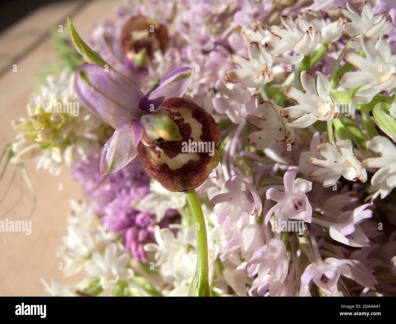 Wild orchids sold as bunches of flowers on rural markets including late Spider-orchid (foreground) and Pyramidal orchids Stock Photo