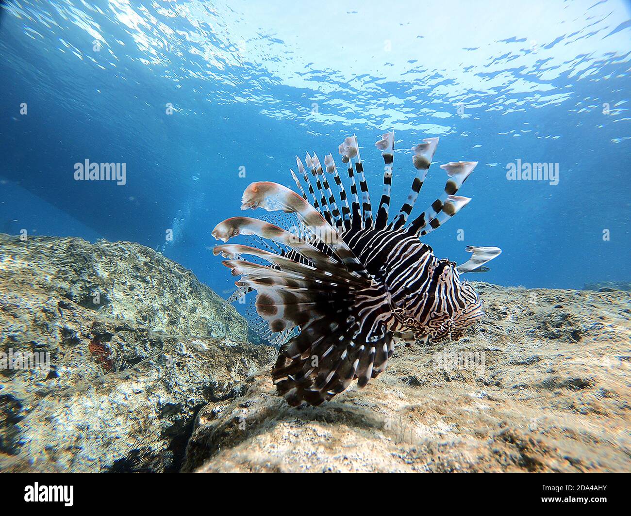 Lion Fish in Turkey Antalya KaÅŸ Stock Photo