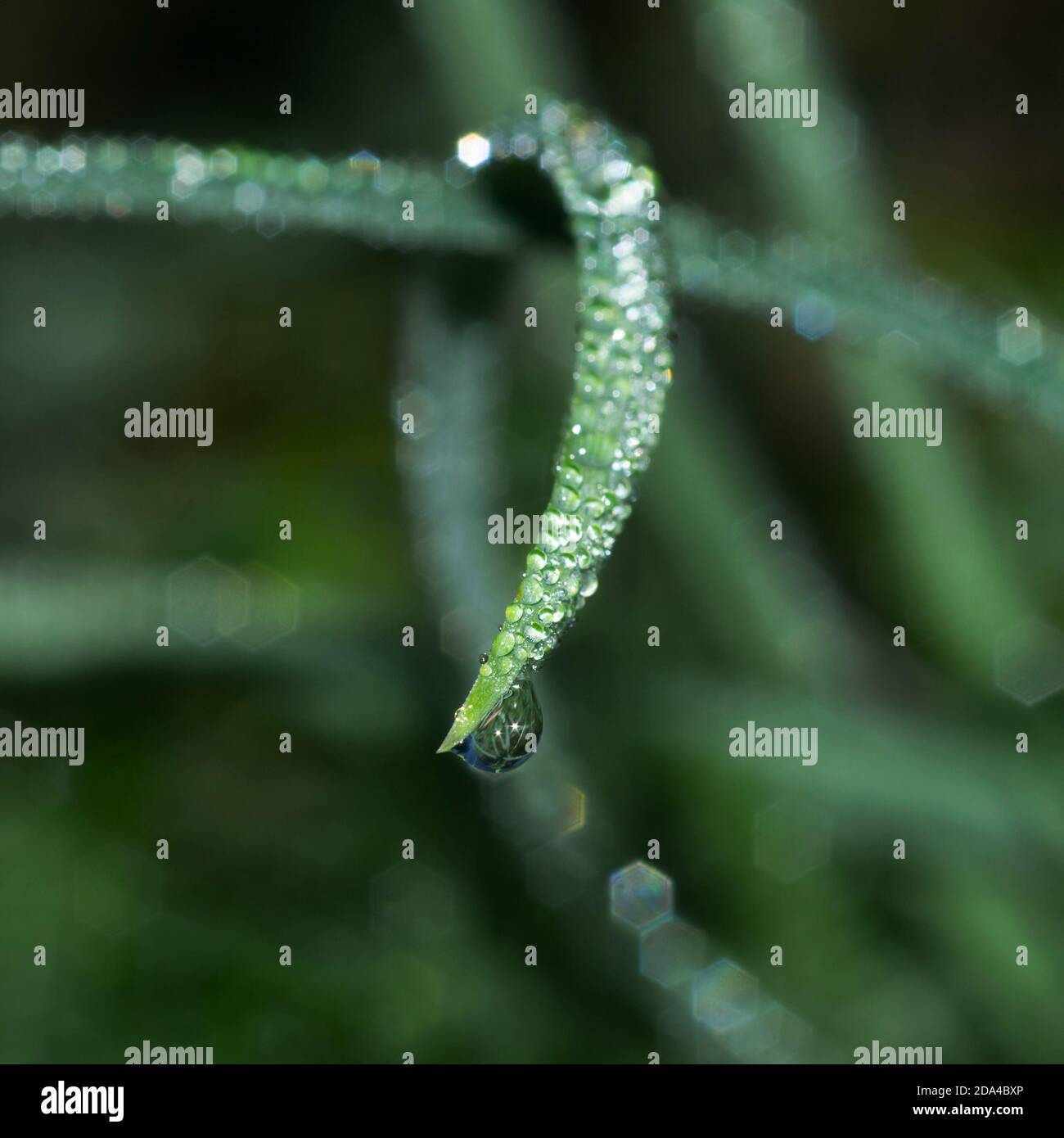 Dew on blade green hi-res stock photography and images - Alamy