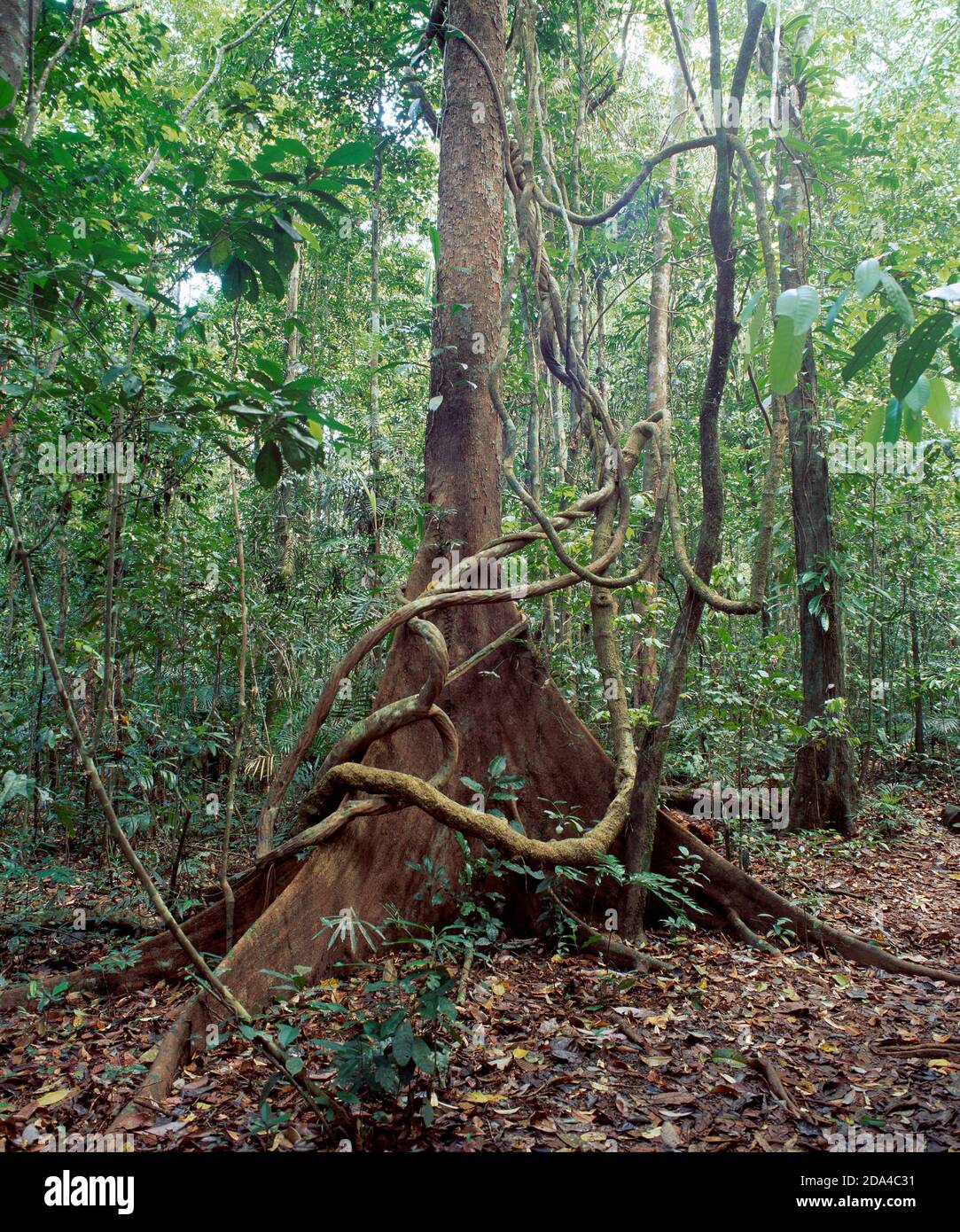 Australia. Queensland. Far North. Rainforest. Giant Fig tree with liana jungle vine. Stock Photo