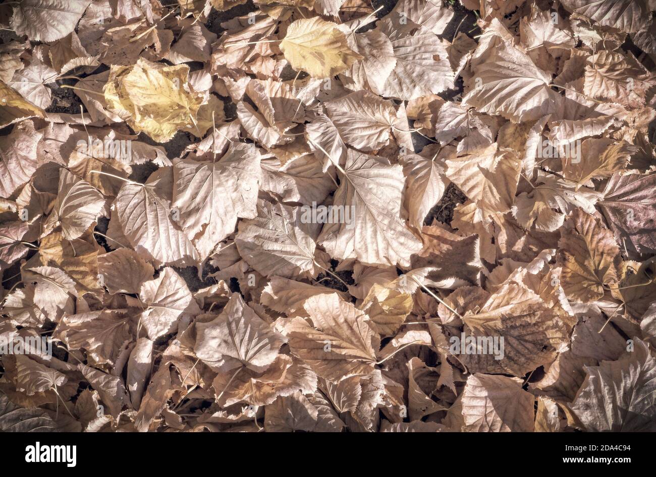 Monochromatic leaves with copy space Stock Photo