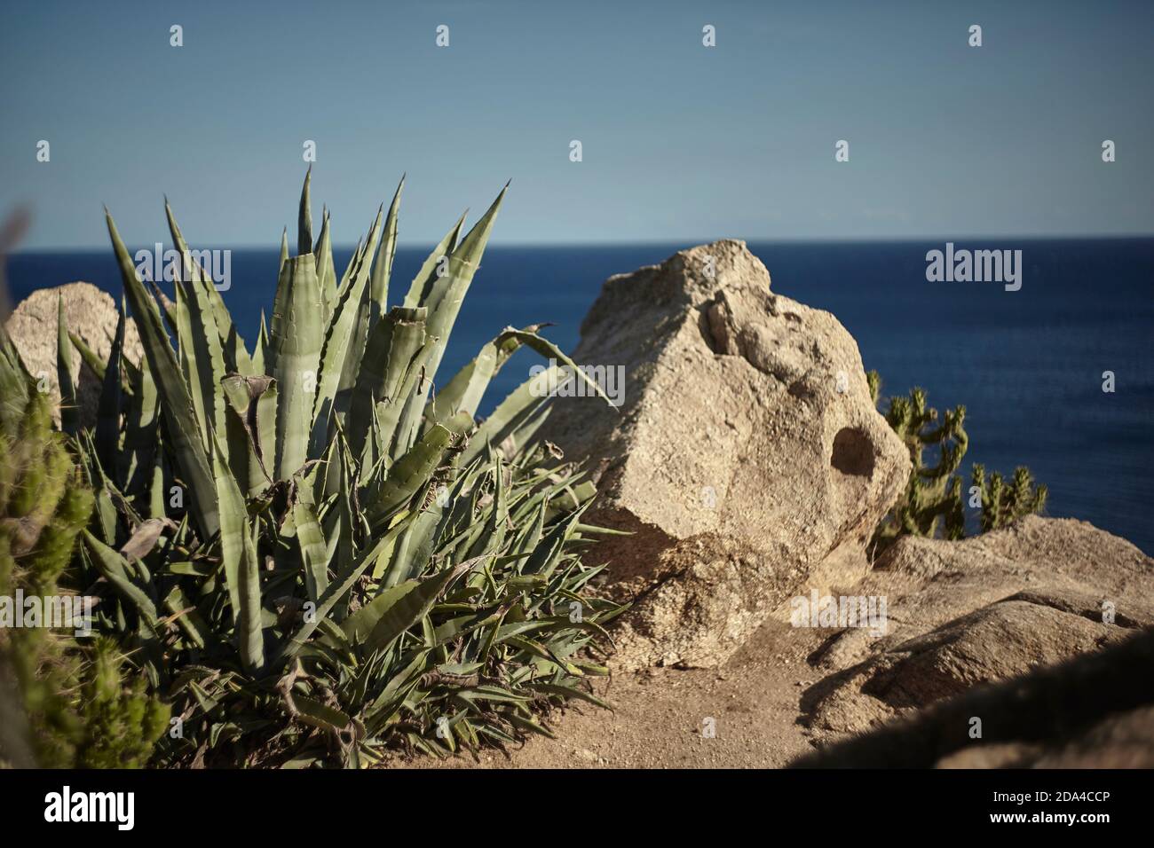 Detail of an aloe vera plant growing near some rocks near the sea. Stock Photo