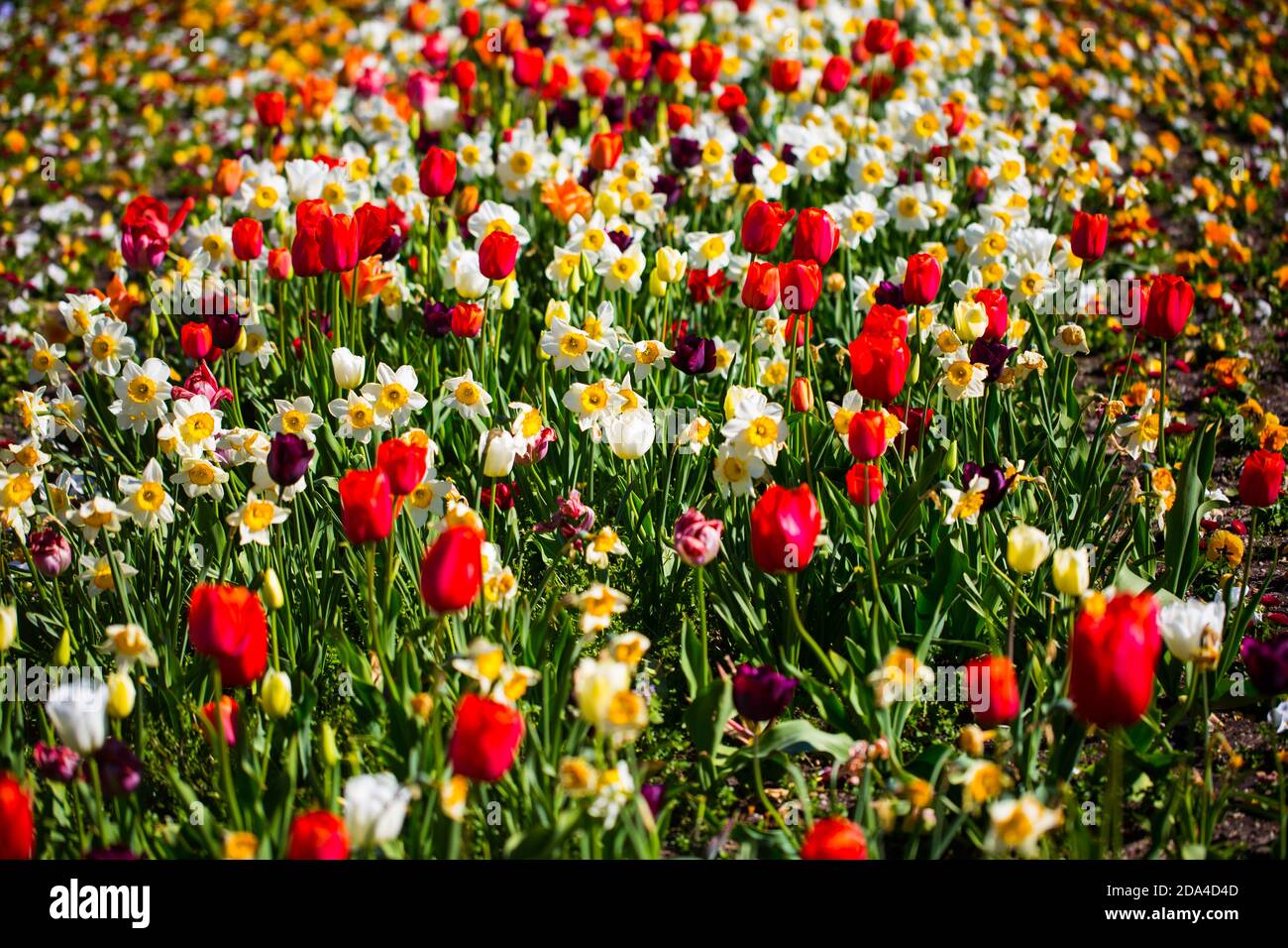 Tulip field, colorful tulips in spring Stock Photo - Alamy