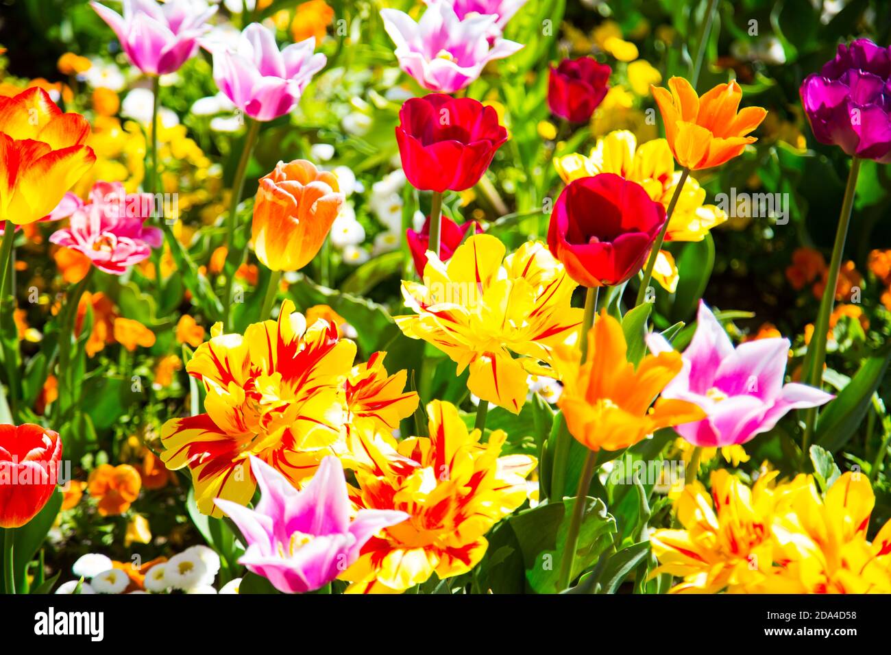 Tulip field, colorful tulips in spring Stock Photo - Alamy