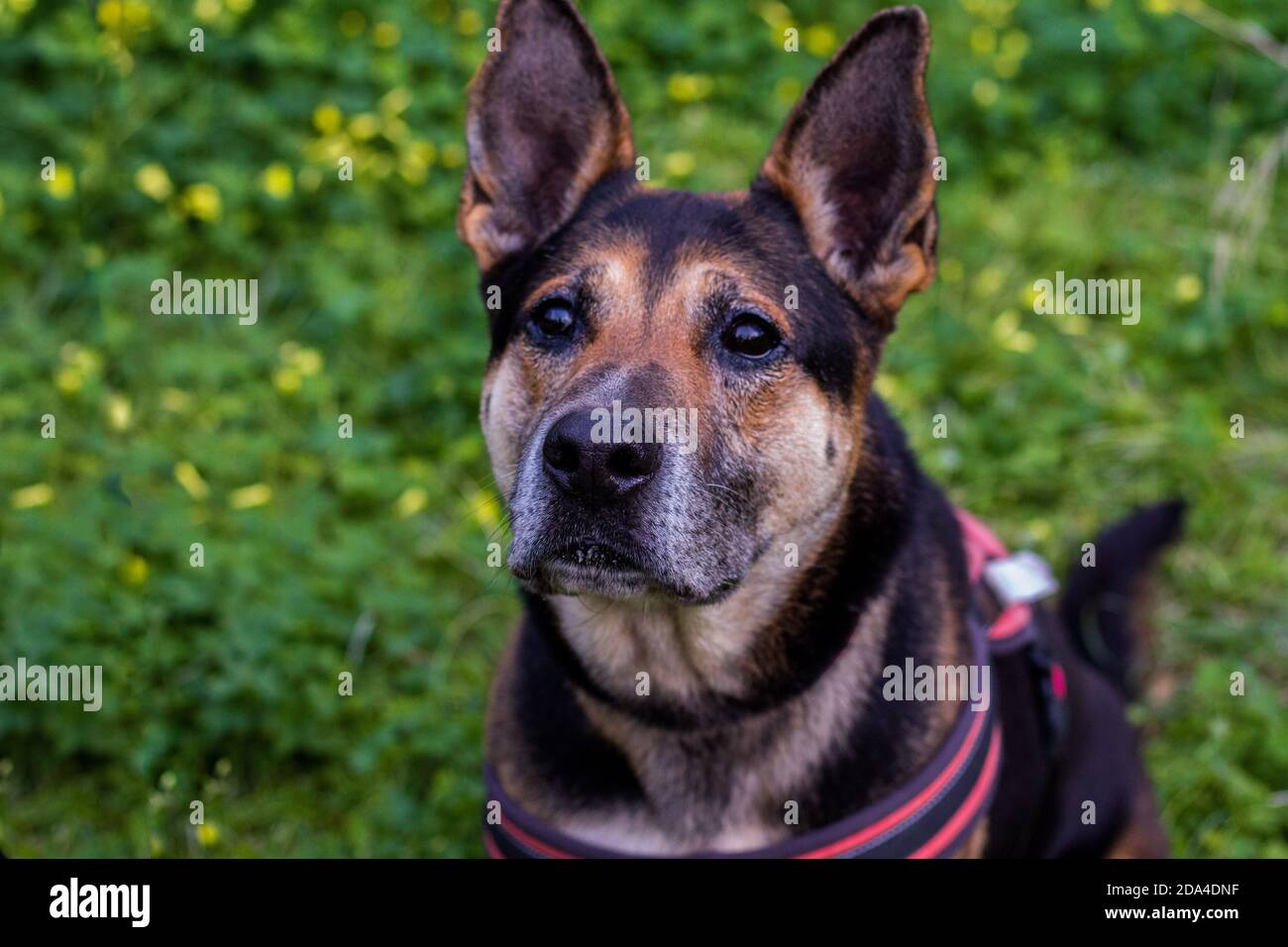 German Shepherd taking a walk in the forest. Stock Photo