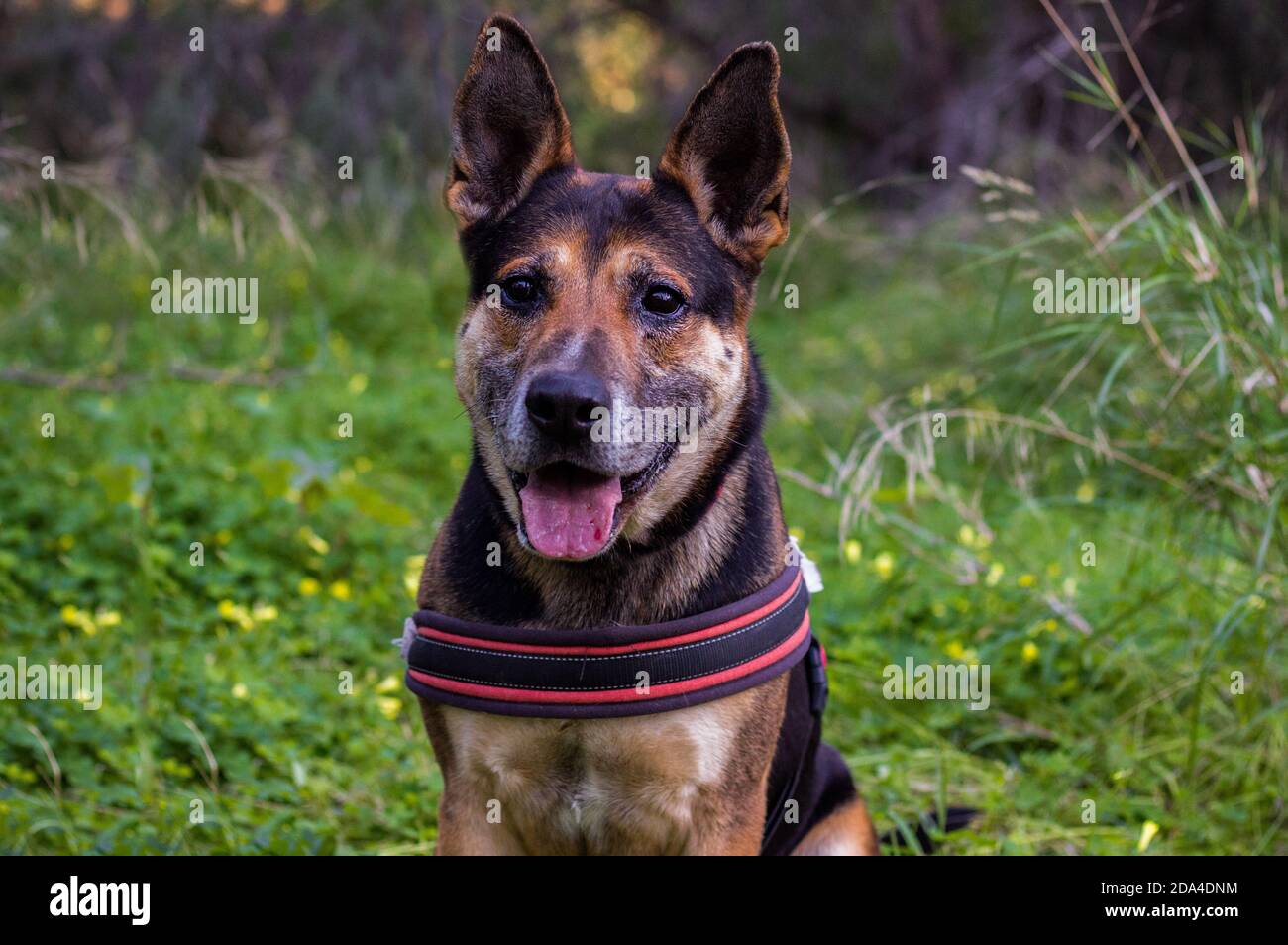 German Shepherd taking a walk in the forest. Stock Photo
