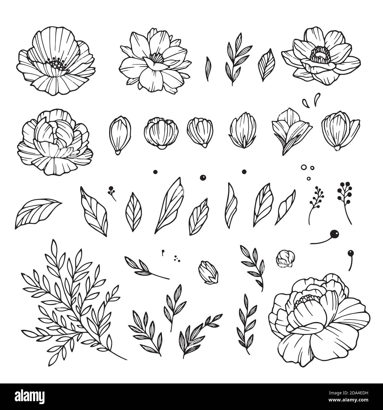 Rose bud collection. Elements of roses isolated on white background