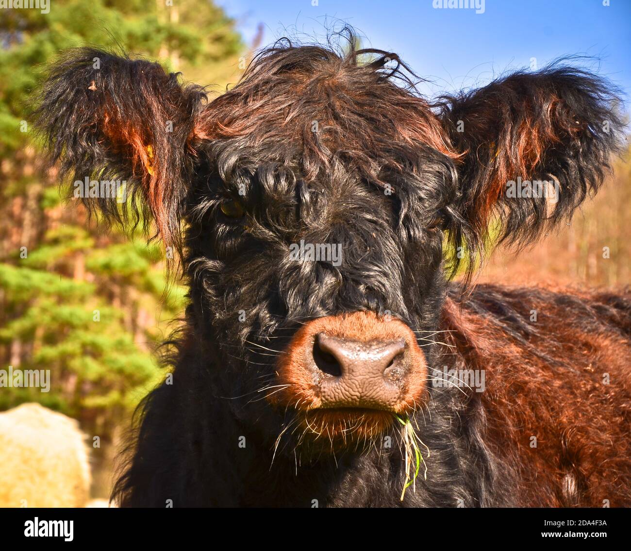 Furry cow hi res stock photography and images Alamy