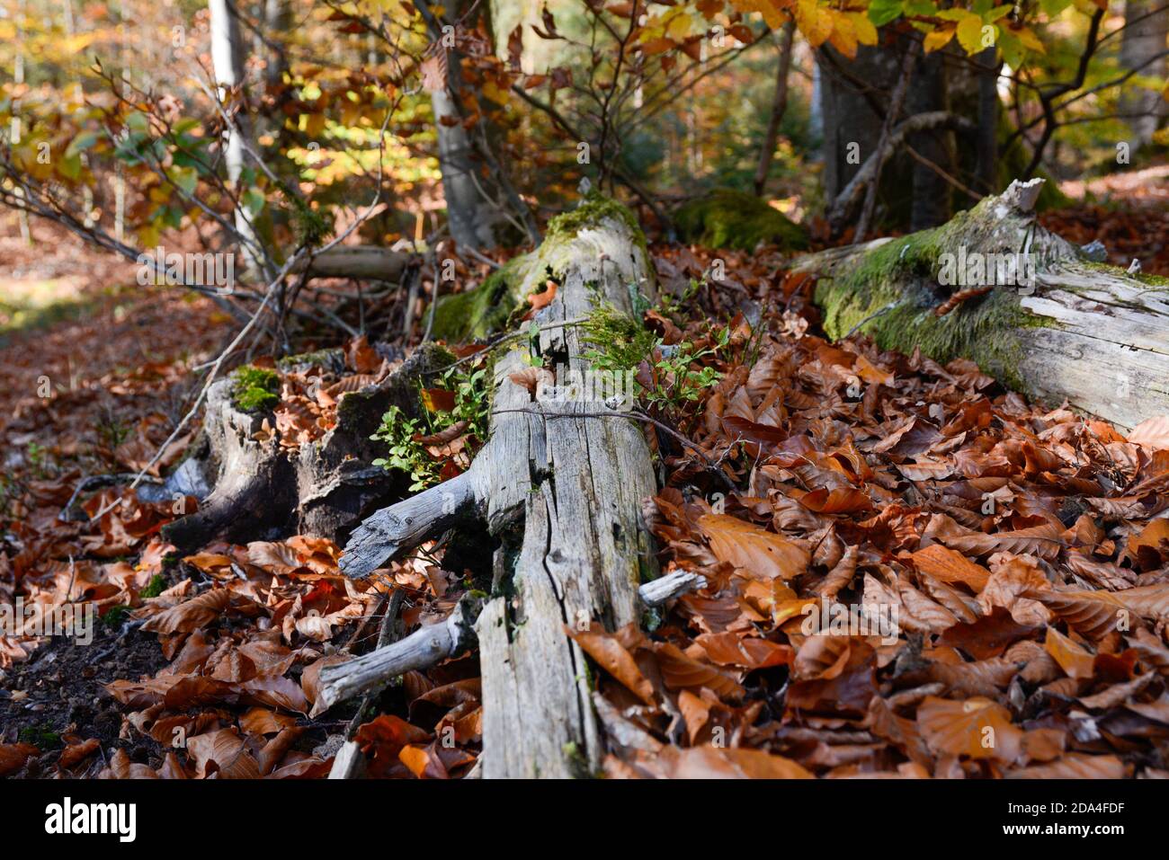Seelbach, Wald und Herbststimmung am hinteren Tretenbach. Stock Photo
