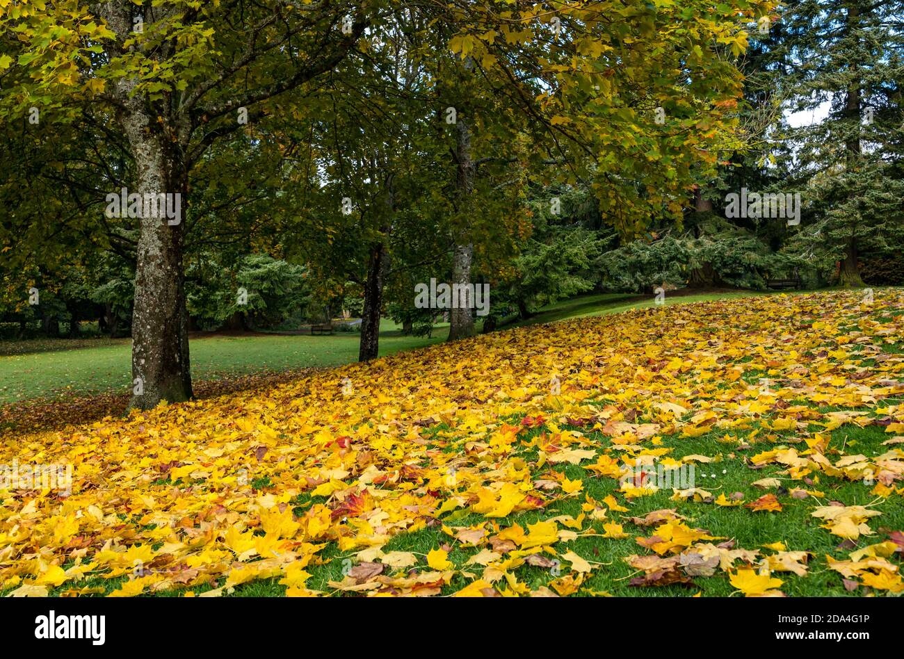 Autumn maple tree with a carpet of leaves covering the ground, MacRosty Park, Crieff, Perthshire, Scotland, UK Stock Photo