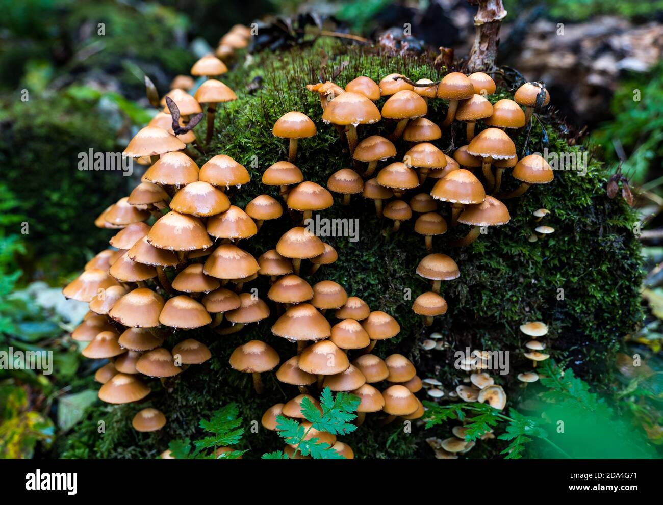 Close up of sulfur tift or clustered woodlover, Hypholoma fasciculare, growing on mossy tree log in woodland, Scotland, Uk Stock Photo