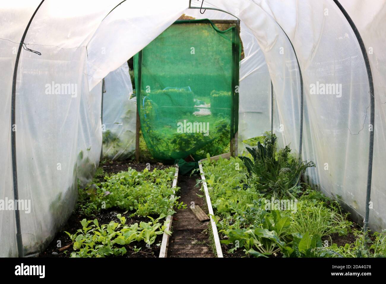 Interior of plastic greenhouse showing young seedlings growing in trays ...