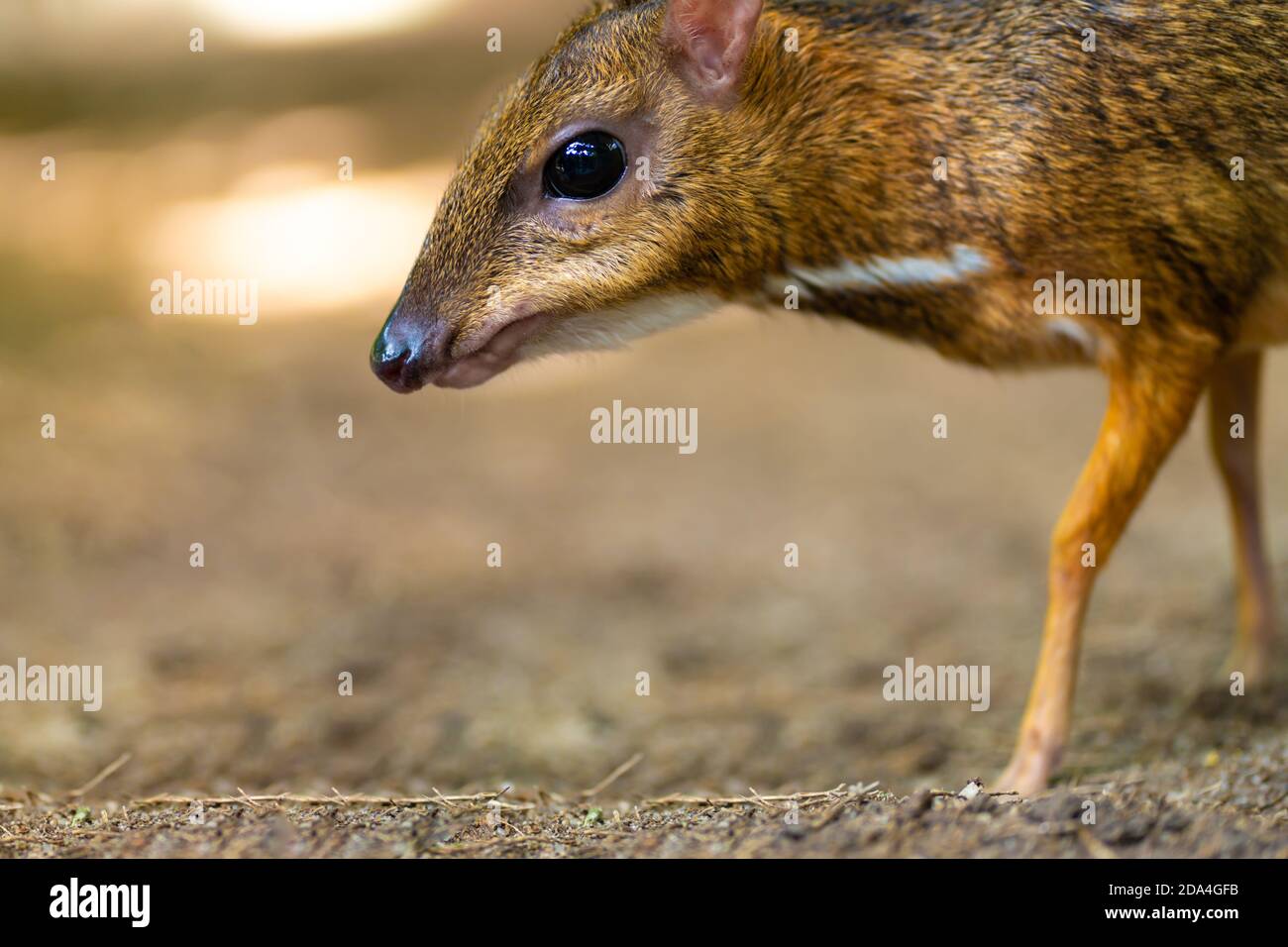 Kanchil Is An Amazing Cute Baby Deer From The Tropics The Mouse Deer Is One Of The Most Unusual Animals Cloven Hoofed Mouse Stock Photo Alamy