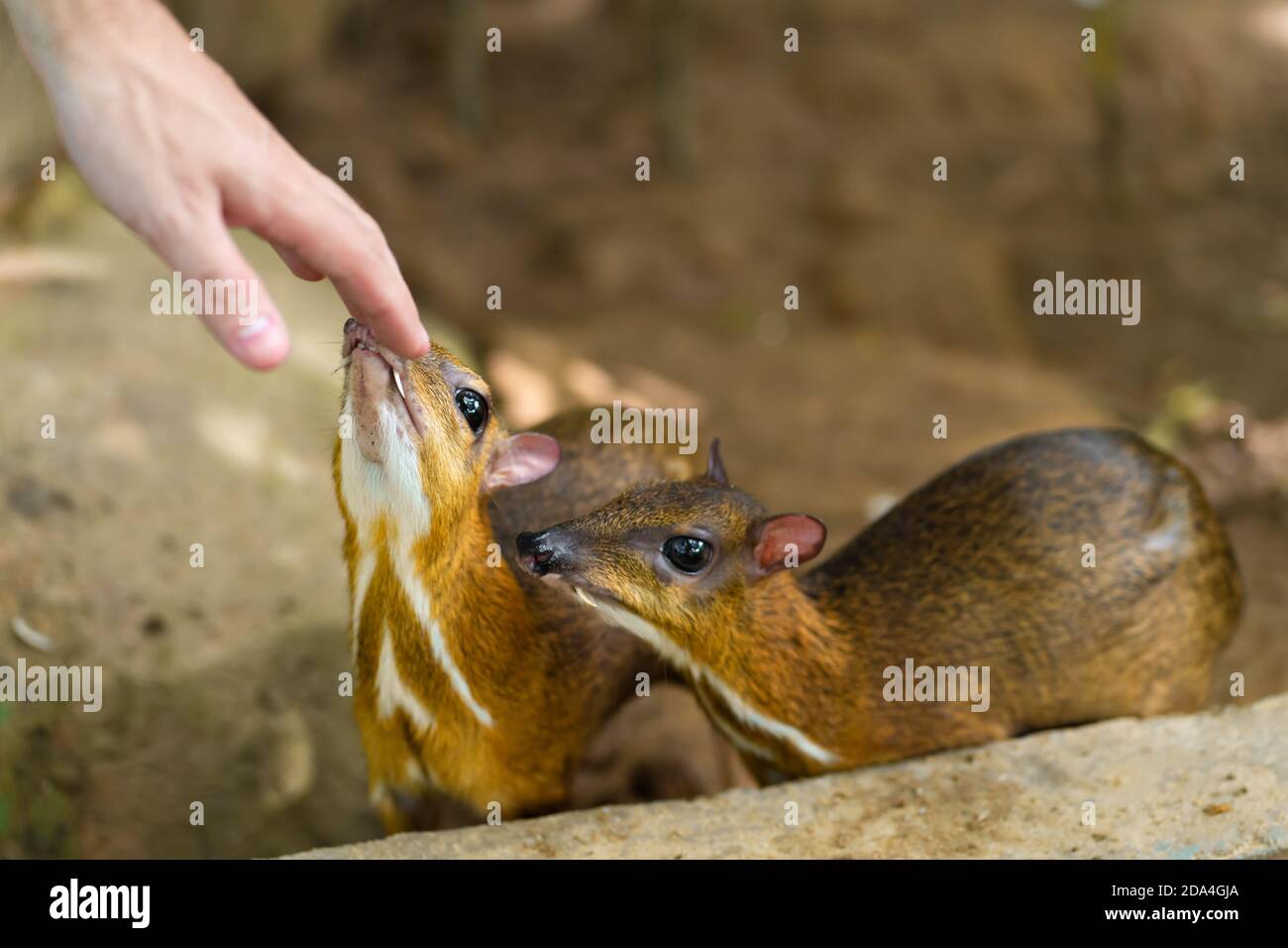 Kanchil Is An Amazing Cute Baby Deer From The Tropics The Mouse Deer Is One Of The Most Unusual Animals Cloven Hoofed Mouse Stock Photo Alamy
