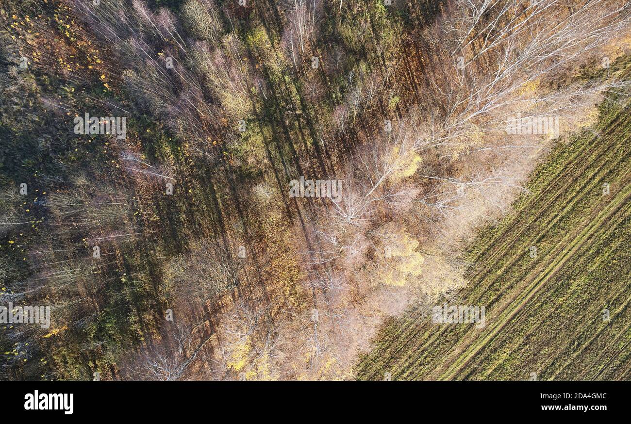 Orange color autumn forest landscape above top view Stock Photo