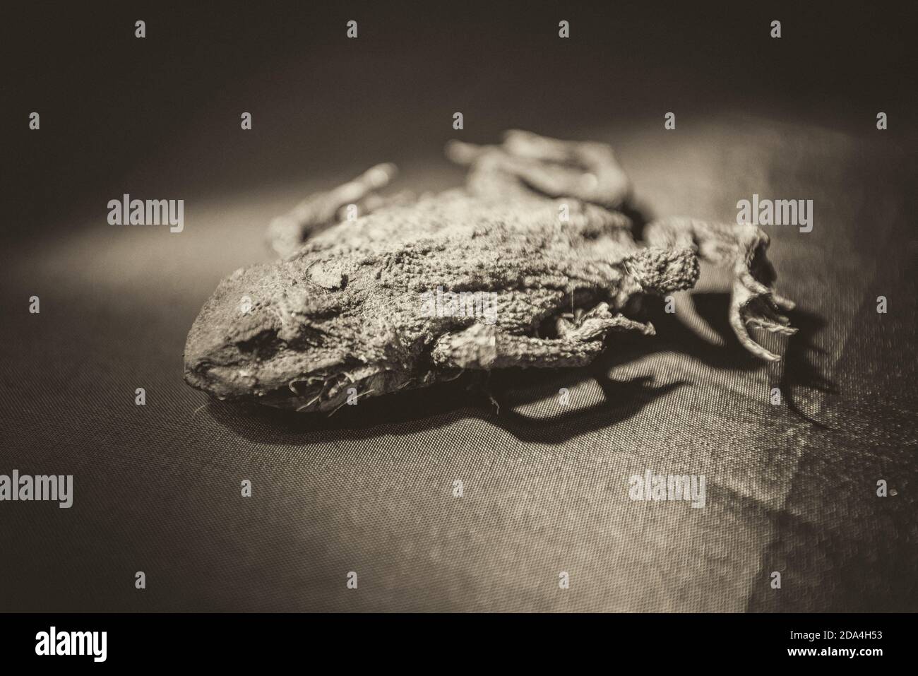 Mummified dead frog in sepia Stock Photo Alamy
