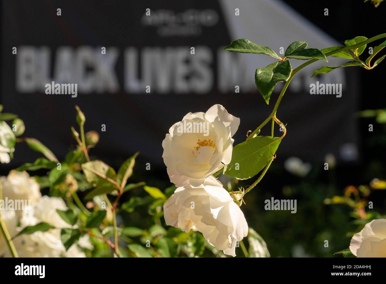 Washington, United States. 09th Nov, 2020. White roses are seen in front of a Black Lives Matter sign in BLM Plaza in Washington, DC on Monday, November 9, 2020. Joe Biden is now President elect and to date no concession from President Trump is expected soon. Photo by Ken Cedeno/UPI Credit: UPI/Alamy Live News Stock Photo