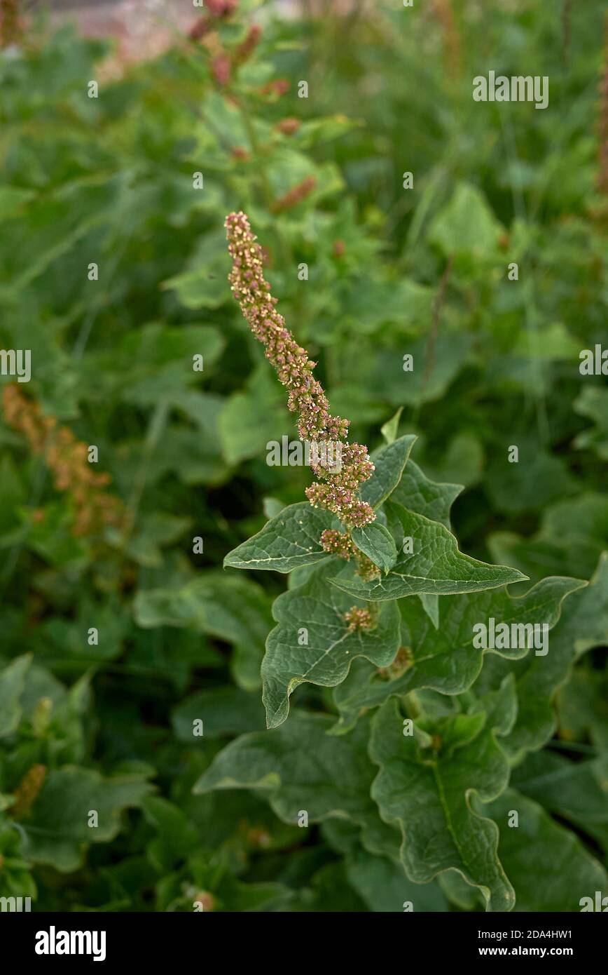 Blitum bonus-henricus edible plant in bloom Stock Photo
