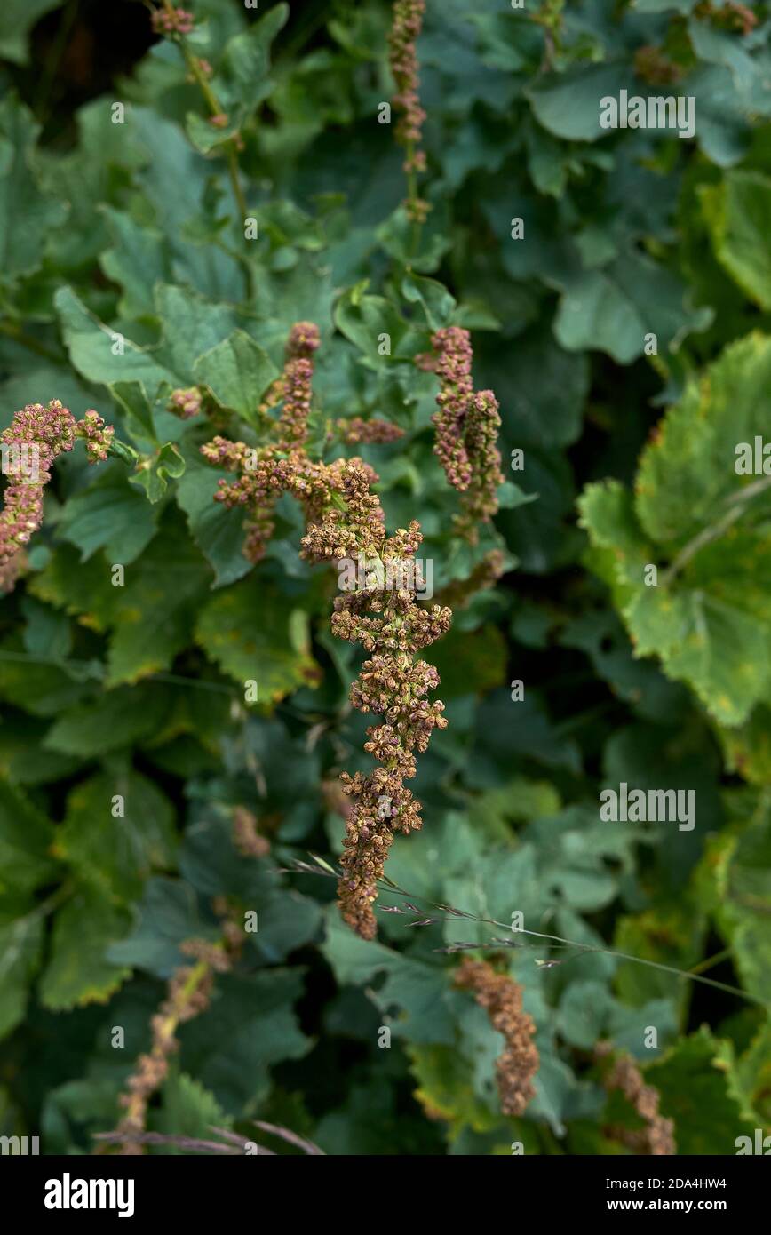 Blitum bonus-henricus edible plant in bloom Stock Photo