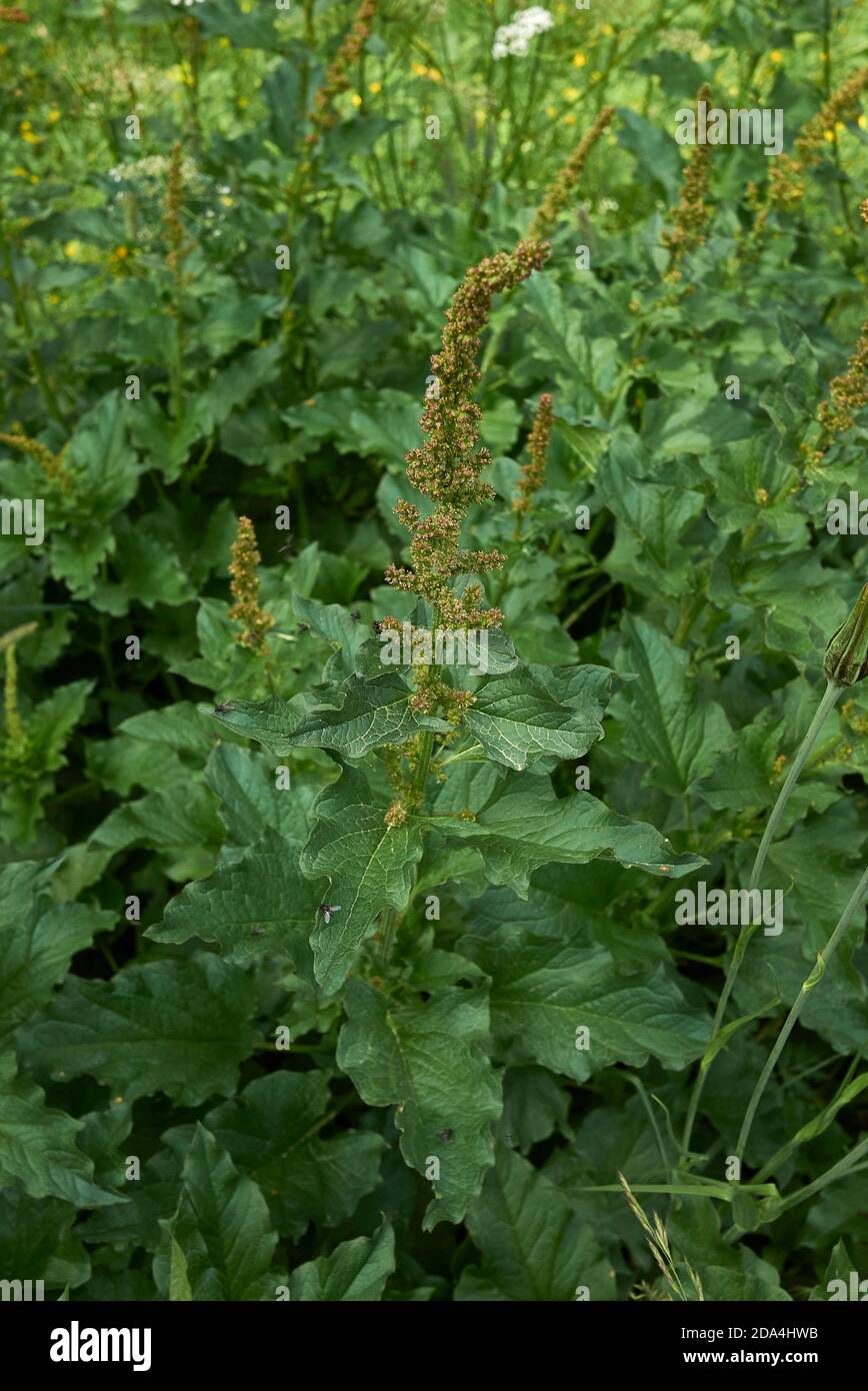 Blitum bonus-henricus edible plant in bloom Stock Photo