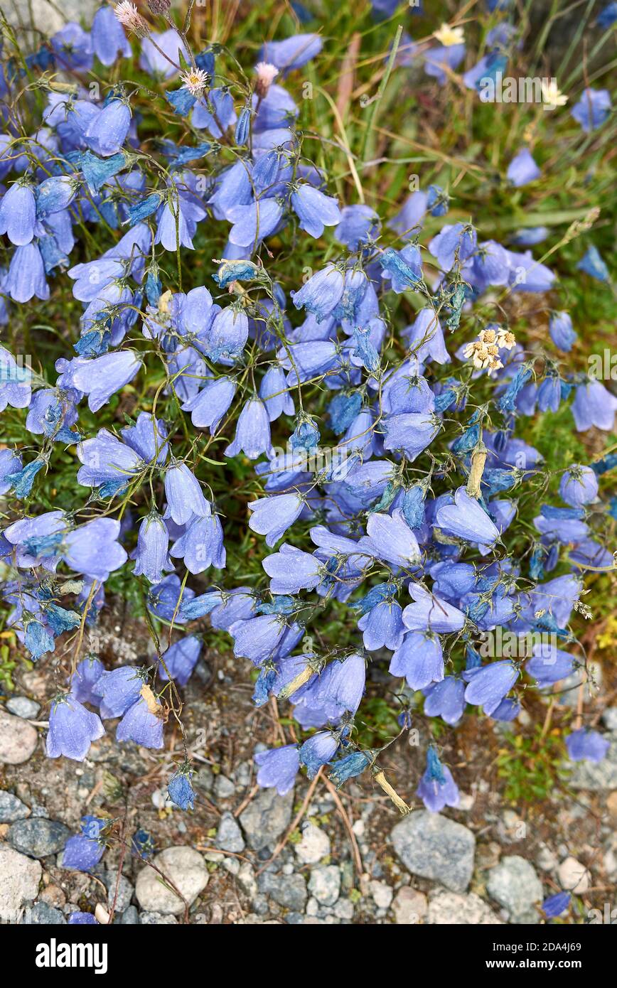 Campanula cochleariifolia blue flowers Stock Photo