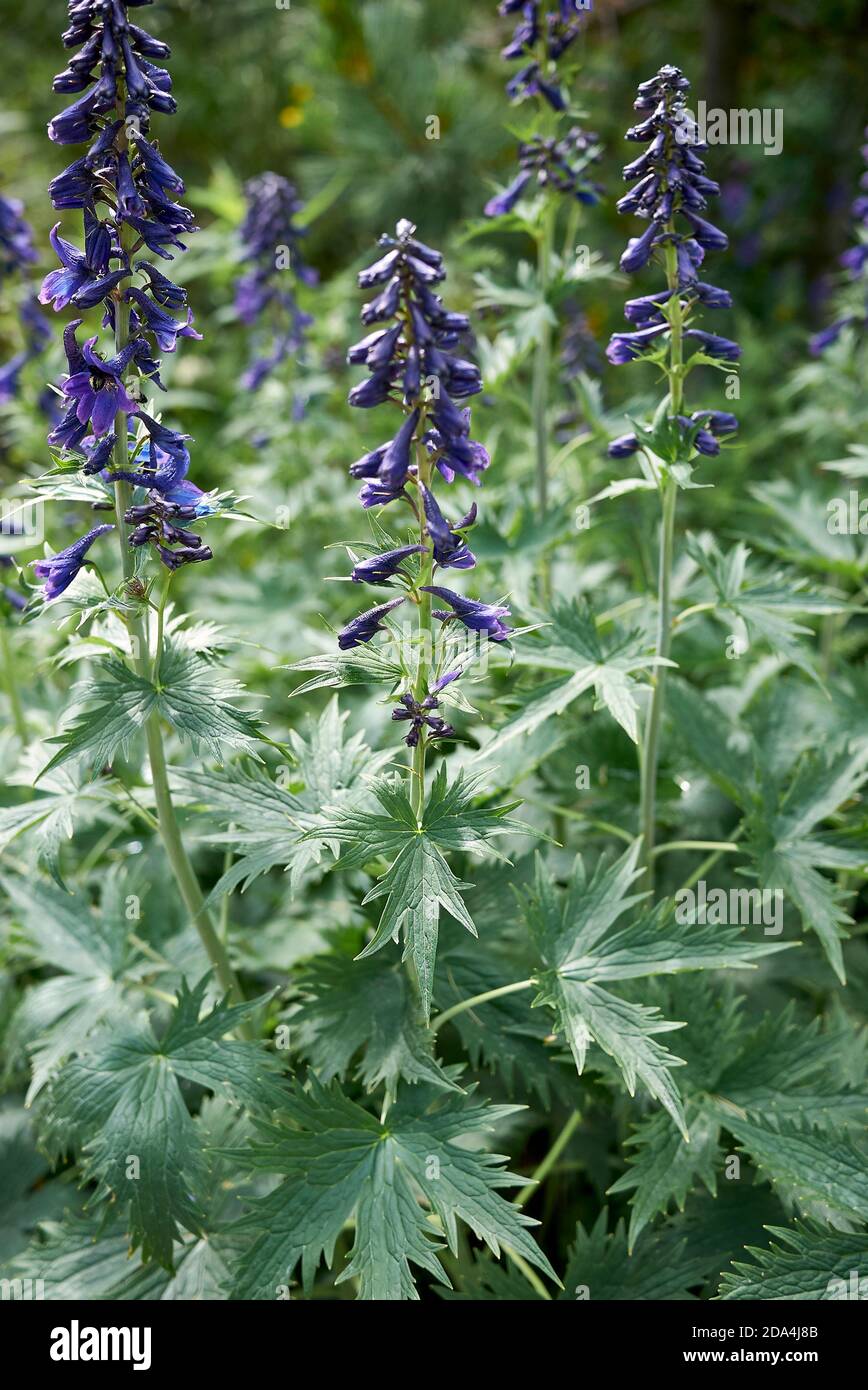 Delphinium elatum blue purple flowers Stock Photo - Alamy