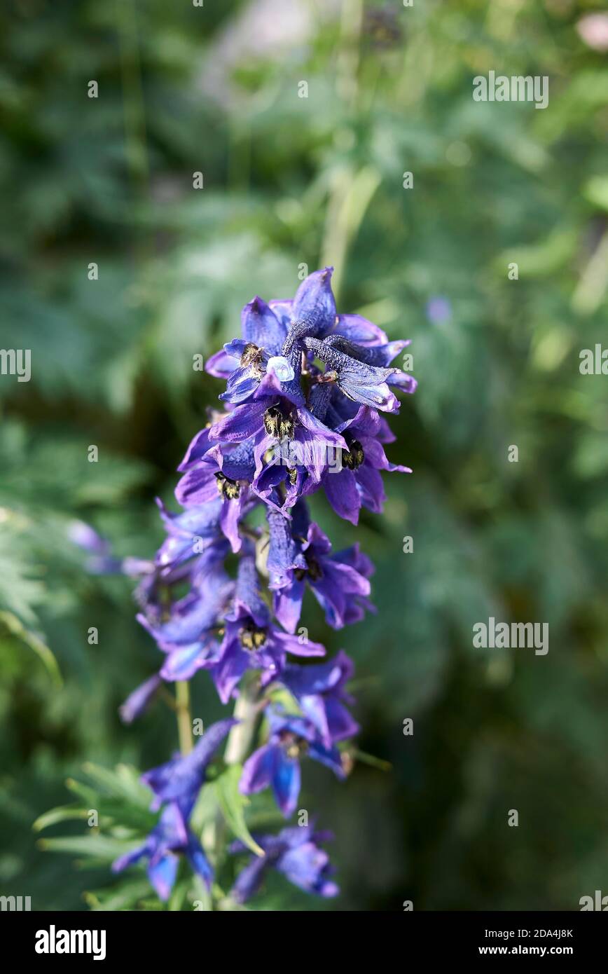 Delphinium elatum blue purple flowers Stock Photo - Alamy