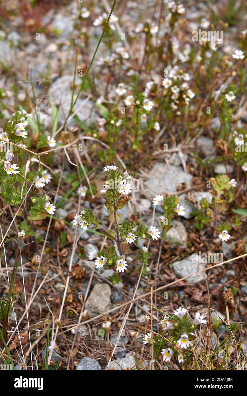 Euphrasia alpina white spotted flowers Stock Photo